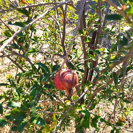 Traditional House Inside Filoti, Naxos * Φιλώτι